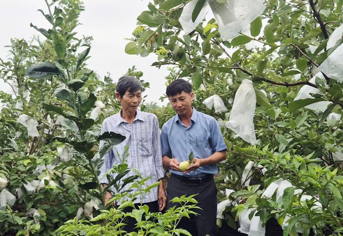 Mô hình vườn mẫu của gia đình ông Nguyễn Sáo, xã Triệu Cơ được chọn là mô hình điểm để hội viên nông dân đến tham quan, học tập kinh nghiệm - Ảnh: K.S