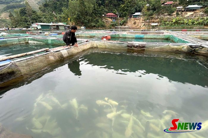 Mô hình nuôi cá lồng của người dân bản Ban Xa, xã Mường Khiêng