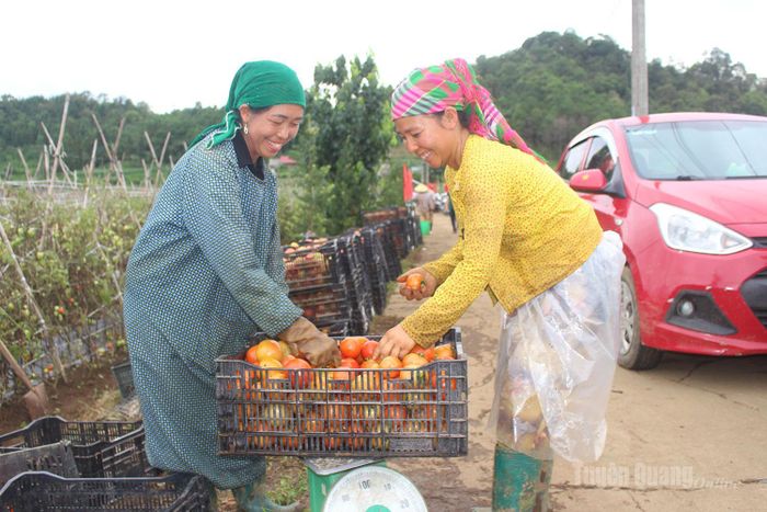 Phân loại, xếp cà chua vào thùng để kịp giao cho thương lái.