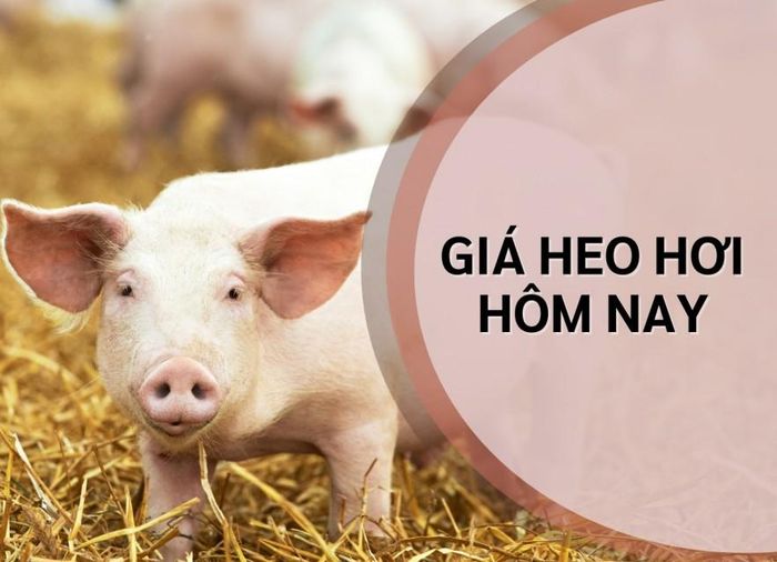 Giá heo hơi hôm nay duy trì trạng thái ổn định tại cả ba miền, Ảnh minh họa