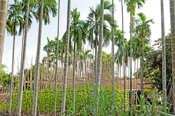 Nhà vườn trên đường Trung Lân 4 năm 2000, dấu ấn còn lại của 18 Thôn vườn trầu xưa