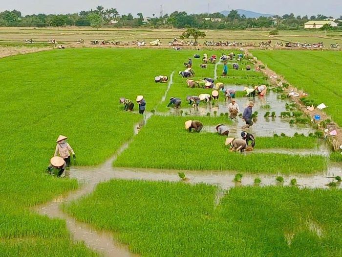 Toàn cảnh người lao động hăng say làm việc trên cánh đồng đội 11.