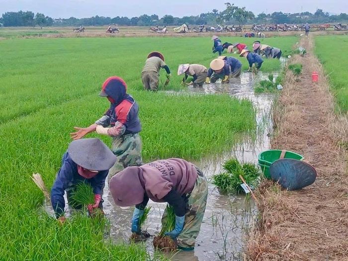 Người lao động đội 11 tiến hành nhổ bố 1 giống lúa lai vụ Hè Thu 2026 theo đúng quy trình và kỹ thuật.