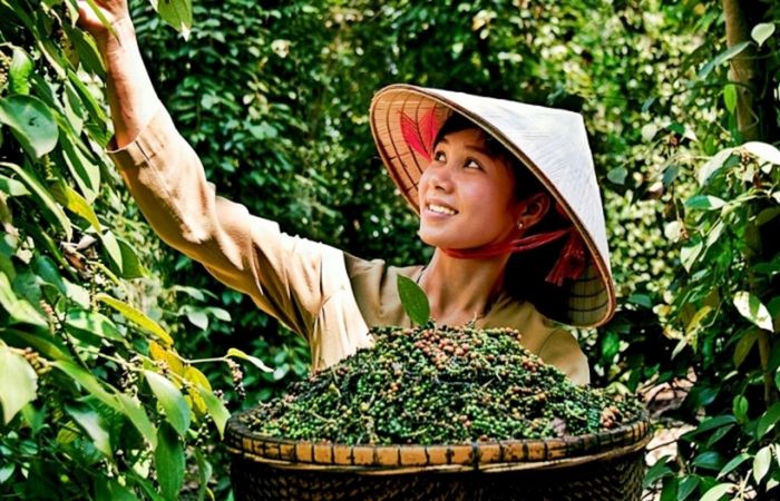 Giá hồ tiêu trong nước hôm nay ổn định sau phiên giảm. (Ảnh minh họa: VnEconomy)