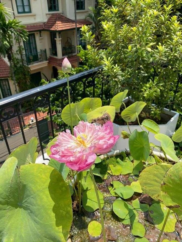 Người ta thấy một Nguyễn Thị Huyền chăm chút theo dõi từng giai đoạn phát triển của hoa, từ lúc cánh hoa còn e ấp ngậm sương đêm cho đến lúc nở bung xòe phô diễn trọn vẹn lớp nhụy vàng óng ả.