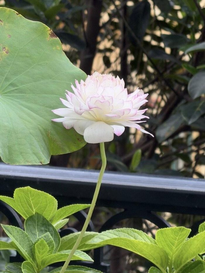 Chăm sóc hoa sen, hoa súng trong môi trường chậu cảnh trên nhà cao tầng chưa bao giờ là điều dễ dàng, nhất là đối với những giống sen ngoại quốc hay sen bách diệp đòi hỏi kỹ thuật cao về nguồn nước, độ bùn và ánh nắng.