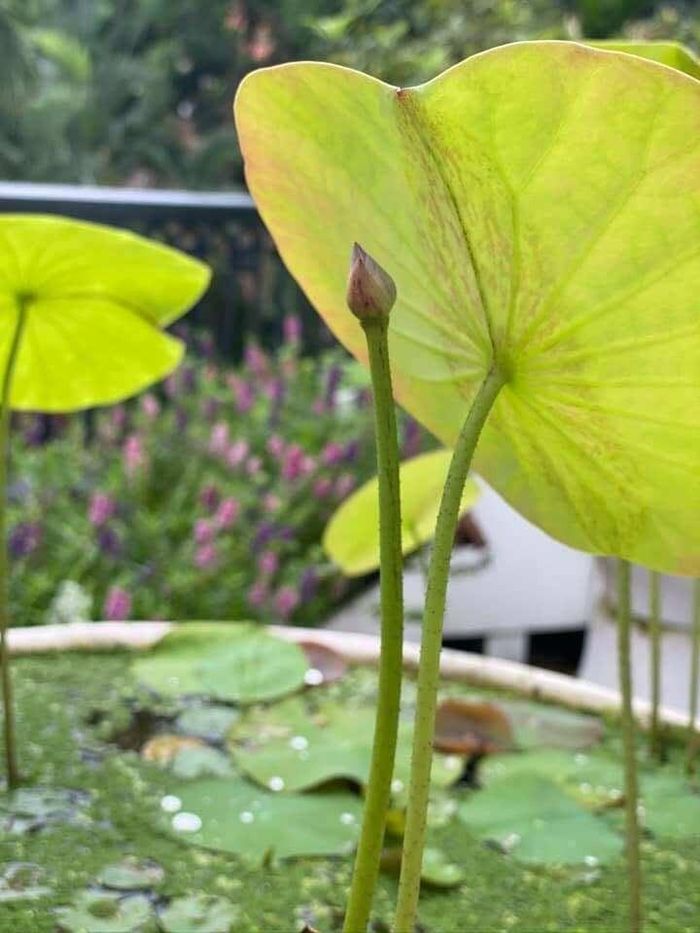 Mỗi bông hoa trong vườn đều là thành quả từ sự tỉ mỉ của nàng hậu.