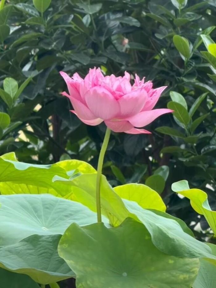 Hoa hậu Nguyễn Thị Huyền sở hữu rất nhiều loại sen, trong hình phía trên là đóa sen xanh quan âm độc đáo do chính tay cô vun trồng.