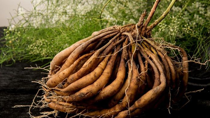 Shatavari (Asparagus racemosus) - thảo dược dành cho sức khỏe phụ nữ.