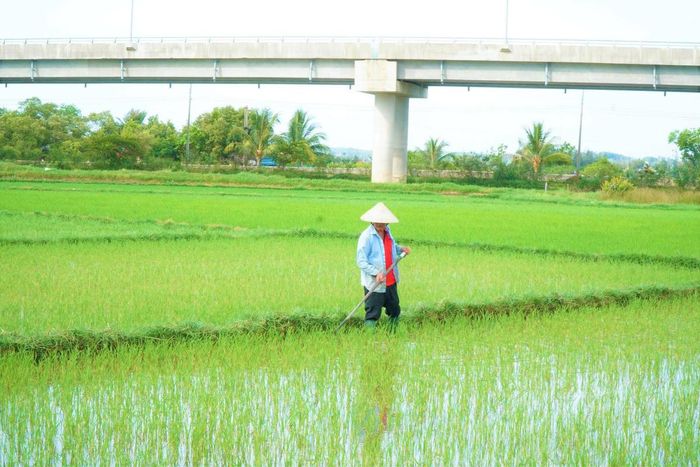 Người dân thôn Mỹ Lại đang chăm sóc, lấy nước vào ruộng lúa. Ảnh: TT.