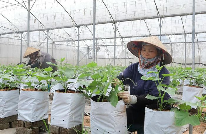 Nhiều mô hình khuyến nông sẽ được Nhà nước hỗ trợ về vốn. Ảnh: BT