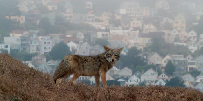 Sói đồng cỏ (coyote) tại San Francisco. Ảnh: KALW.