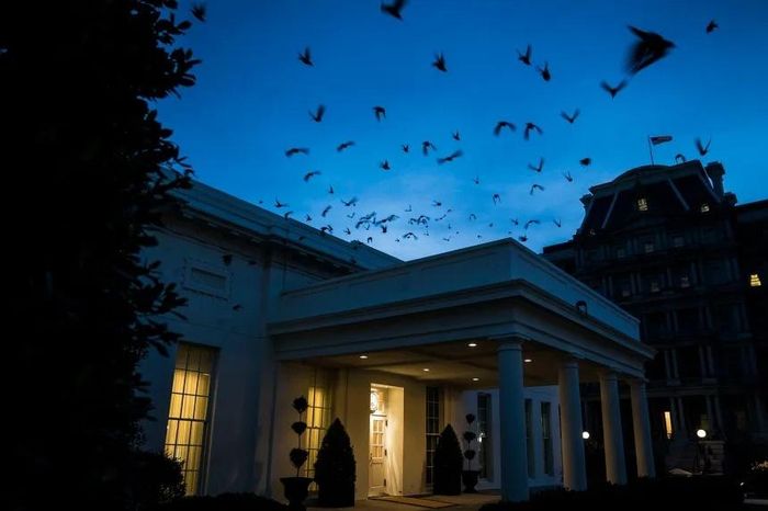  Đàn chim sáo đá bay lượn trên Cánh Tây của Nhà Trắng năm 2018. Ảnh: Washington Post. 