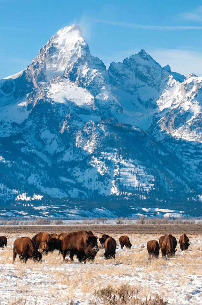  Bò rừng bizon trên vùng Antelope Flats thuộc Vườn quốc gia Grand Teton (Mỹ). Ảnh: Bradly J. Boner. 