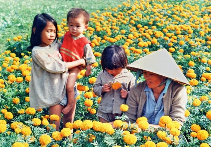 Làng hoa Gò Vấp trong những năm 1980, khi vạn thọ, thược dược và mai vàng là những loài hoa chủ đạo mỗi dịp Tết.