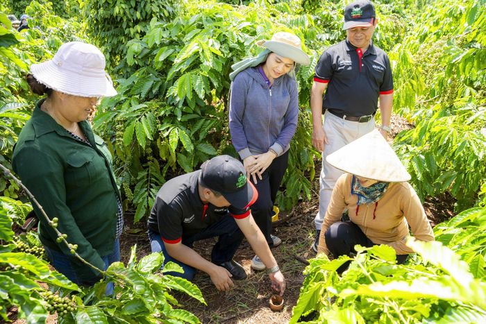  Cán bộ kỹ thuật NESCAFÉ Plan hướng dẫn nông dân thực hành cải tạo đất tại vườn cà phê – một trong ba nhóm thực hành cốt lõi của mô hình nông nghiệp tái sinh. 