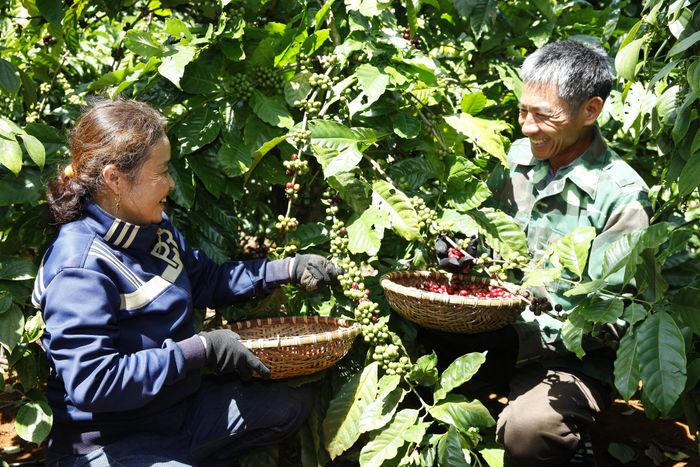  Nông nghiệp tái sinh giúp nâng cao sinh kế cho người dân. 