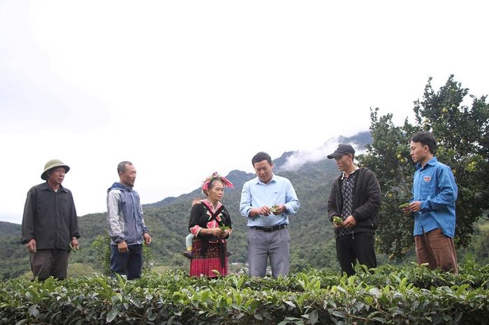 Cán bộ xã Khun Há hướng dẫn bà con chăm sóc chè