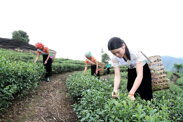Người dân nâng cao thu nhập từ cây chè
