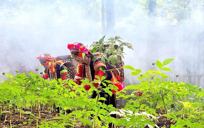 Phát triển sâm Lai Châu dưới tán rừng