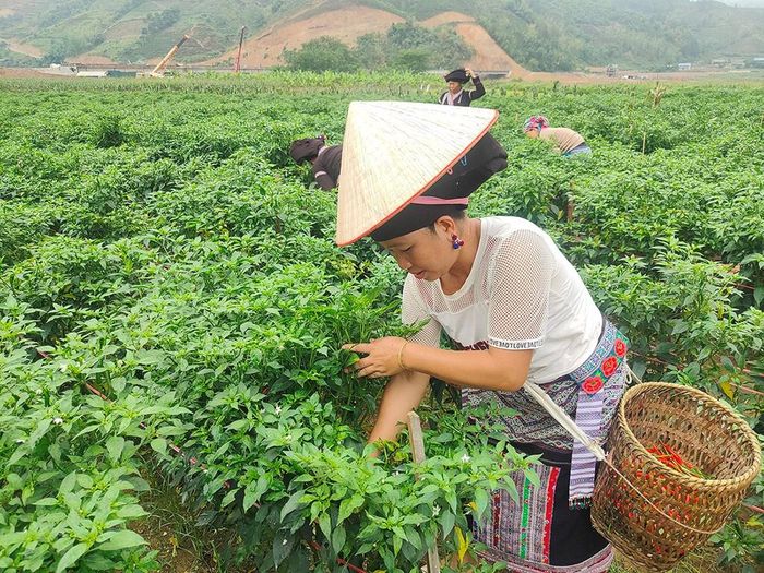 Bà con xã Bản Bo thu hoạch ớt