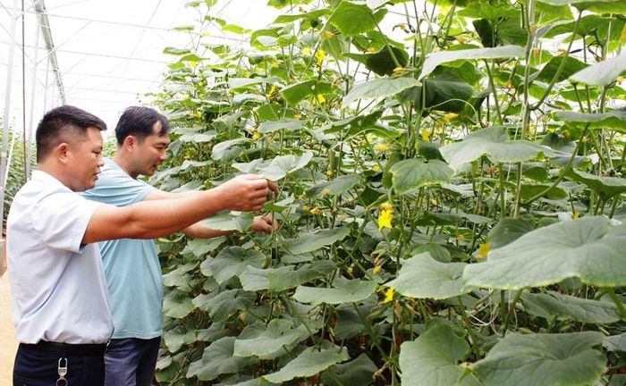 Nhiều mô hình nhà màng được hình thành, góp phần phát triển nông nghiệp công nghệ cao