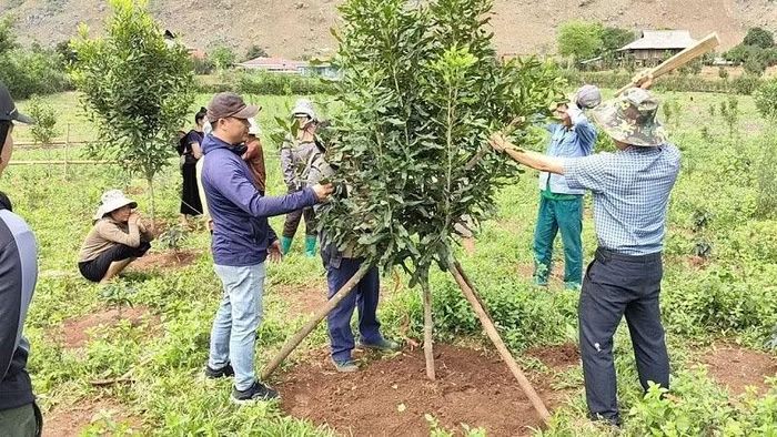 Công chức Trung tâm Dịch vụ tổng hợp xã Pú Nhung hướng dẫn nông dân cách làm giá đỡ bảo vệ cây mắc-ca trước mùa giông bão.
