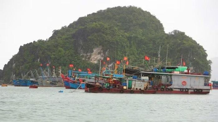 Toàn bộ 1.348 tàu cá trên địa bàn đặc khu Vân Đồn đã vào nơi tránh trú an toàn.