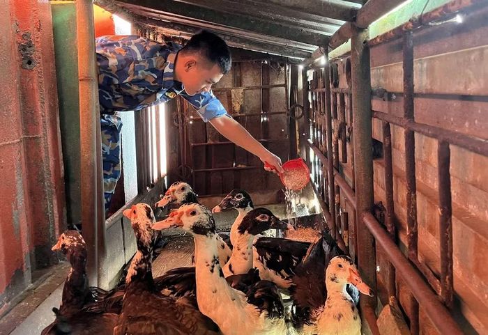 Nuôi ngan cải thiện bữa ăn ở nhà giàn.