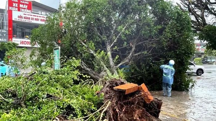 Một số cây xanh trên địa bàn các phường Móng Cái 1, Móng Cái 2 và Móng Cái 3 bị gãy đỏ do ảnh hưởng của bão số 1.