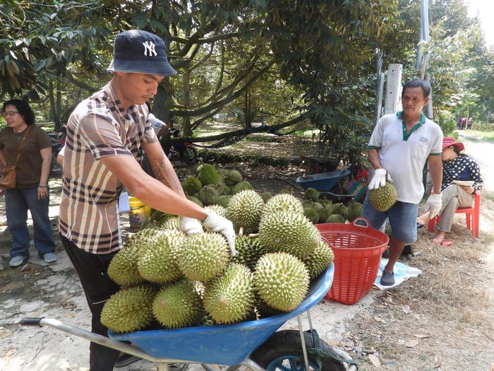  Các vùng trồng sầu riêng ở TP Đồng Nai đang vào chính vụ thu hoạch năm 2026 