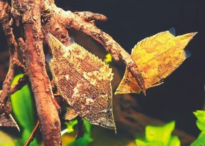 Ảnh: atlantis-bali-diving