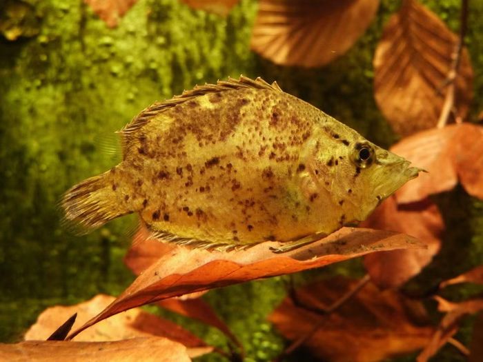 Ảnh: biodiversity4all