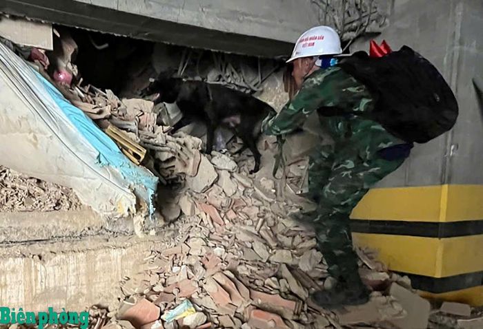Chó nghiệp vụ của Đội công tác Bộ đội Biên phòng Việt Nam rà soát khu vực công trình đổ sập, hỗ trợ phát hiện các vị trí nghi có nạn nhân. Ảnh: Quốc Hương