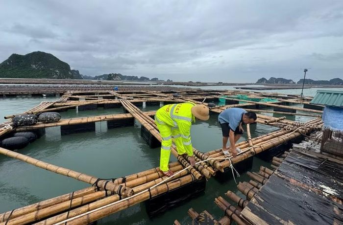 Lực lượng chức năng kiểm tra, hướng dẫn người dân gia cố lồng bè.