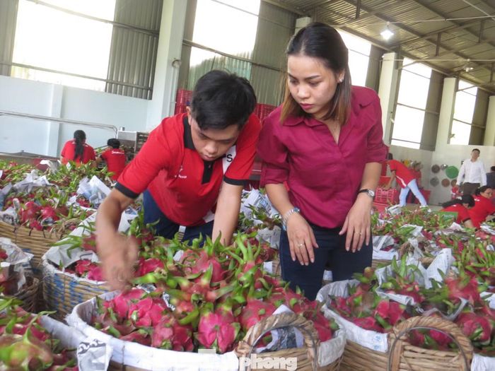 Doanh nghiệp xuất khẩu quay cuồng khi chi phí logistics tăng sốc.