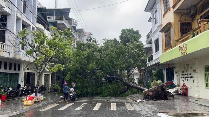 Gió mạnh đã làm nhiều cây xanh bật gốc, gãy đổ.