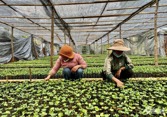 Từ nguồn kinh phí vận động được từ chương trình "Đại hội không hoa", xã Tu Mơ Rông đã triển khai xây dựng 12 vườn ươm cây giống cà phê. Ảnh: Ngọc Chí