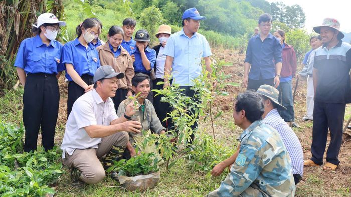 Lãnh đạo xã Tu Mơ Rông trực tiếp xuống vườn hướng dẫn người dân cách trồng cây cà phê. Ảnh: UBND xã Tu Mơ Rông