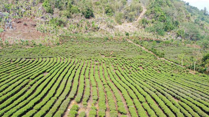 Trồng chè là hướng đi bền vững để phát triển kinh tế, xóa đói giảm nghèo tại Co Hón. Ảnh: Trần Nhâm