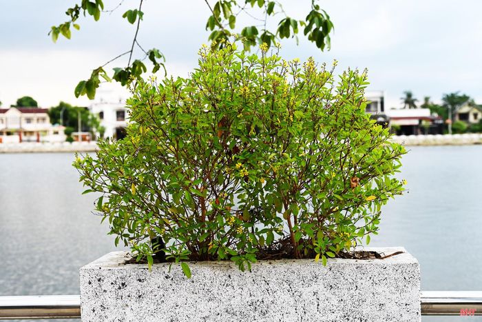 Nhờ được chăm sóc thường xuyên, nhiều cây xanh phát triển tốt, tạo cảnh quan xanh, sạch, đẹp cho khu vực hồ.