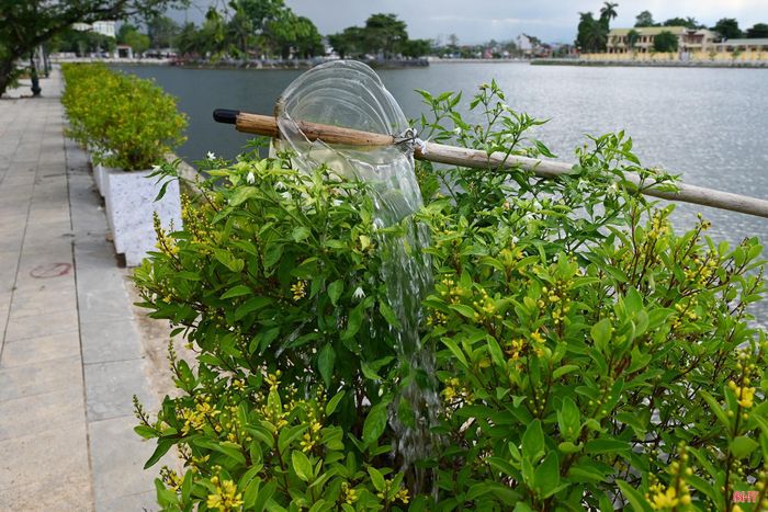 Nhiều gốc cây được bổ sung nước để duy trì sự sinh trưởng trong điều kiện thời tiết khắc nghiệt.