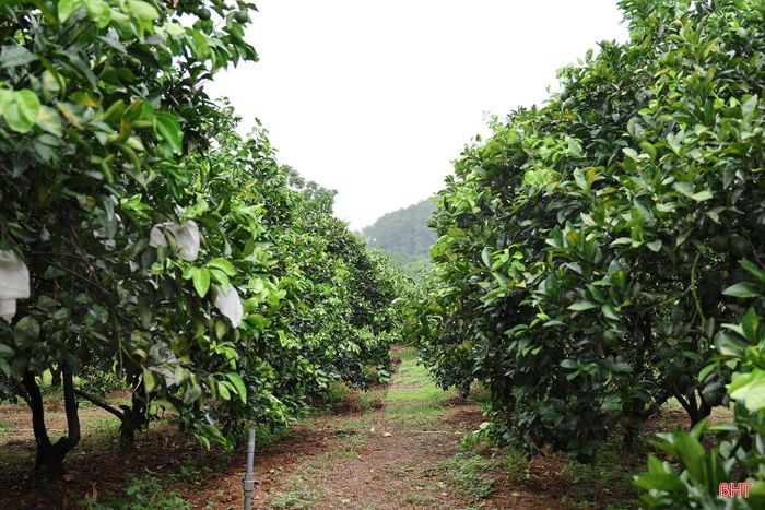 Đợt mưa không chỉ bổ sung nguồn đạm tự nhiên cho cây lúa mà còn giúp hàng nghìn ha cam, chè, bưởi… tại nhiều địa phương được “giải khát” sau thời gian dài chịu ảnh hưởng của nắng nóng.