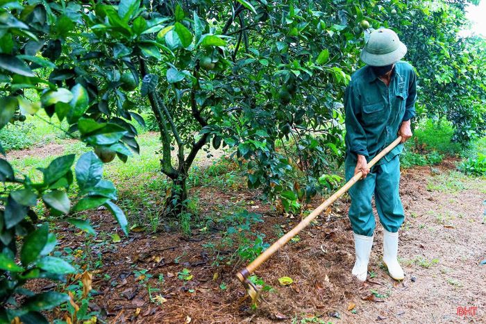 Ông Nguyễn Xuân Diệu - Trưởng phòng Kinh tế, UBND xã Đồng Lộc cho biết: “Địa phương đang tăng cường hướng dẫn người dân tranh thủ độ ẩm sau mưa để chăm sóc vườn cam đúng quy trình kỹ thuật, đồng thời theo dõi chặt chẽ diễn biến thời tiết và sâu bệnh phát sinh nhằm bảo đảm cây sinh trưởng tốt, hạn chế ảnh hưởng bất lợi trong giai đoạn nuôi quả”.