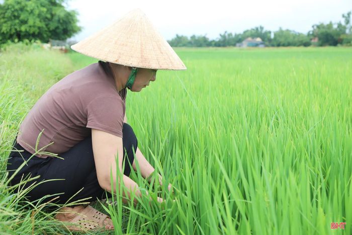 "Mưa vàng" xuất hiện không chỉ giúp không khí được giải nhiệt mà còn góp phần giảm nguy cơ hạn hán tại một số vùng sản xuất lúa cuối kênh, cao cưỡng, bổ sung thêm nguồn nước tưới cho đồng ruộng.