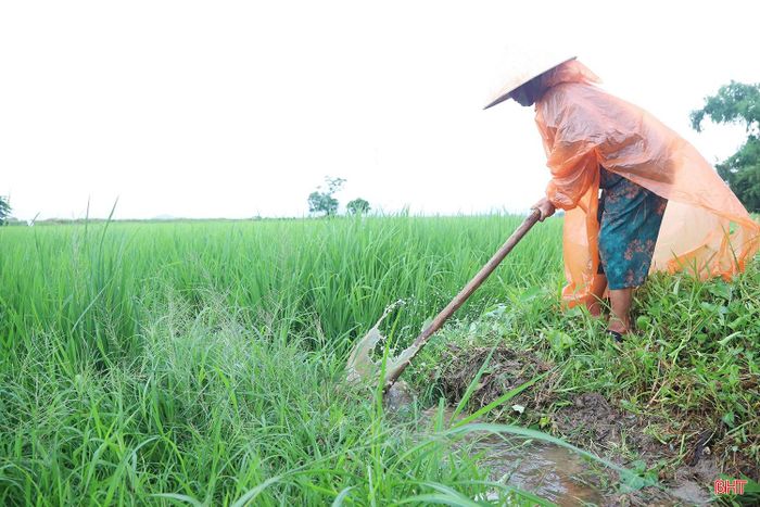 Bà Nguyễn Thị Thiện (thôn Tân Trường, xã Thiên Cầm) cho biết: "Mấy tuần qua nắng hạn liên tục, các diện tích lúa đều bị ảnh hưởng, nay có đợt mưa này bà con ai cũng phấn khởi, vừa ngớt mưa là tôi phải tranh thủ ra đồng ngay để be bờ, điều tiết nước vào cho đều ruộng”.