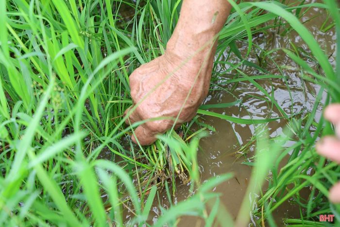 Sản xuất 5 sào lúa, tranh thủ thời tiết dịu mát sau những trận mưa, bà Dương Thị Châu (thôn Thạch Vĩnh, xã Toàn Lưu) ra đồng vệ sinh bờ cỏ, kiểm tra đồng ruộng và theo dõi tình hình sinh trưởng của cây trồng.