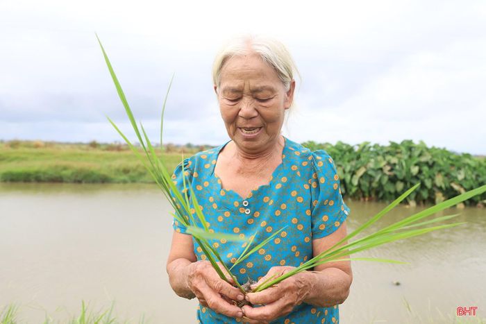 Cùng với việc đảm bảo nguồn nước, bà con cũng đặc biệt chú trọng đến việc theo dõi sâu bệnh. Bởi, thời tiết chuyển từ nắng hạn sang mưa ẩm là điều kiện rất thuận lợi cho các loại sâu bệnh hại phát triển.