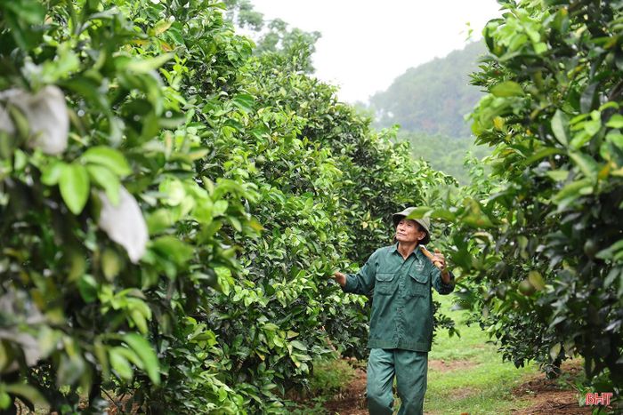 Vườn cam rộng 3 ha của gia đình anh Phan Văn Thanh (thôn Thượng Lộc, xã Đồng Lộc) đang trong giai đoạn phát triển quả nên những trận mưa vừa qua đã bổ sung độ ẩm kịp thời, giảm áp lực tưới tiêu và tạo điều kiện thuận lợi để cây phục hồi sau gần 2 tháng nắng nóng kéo dài.