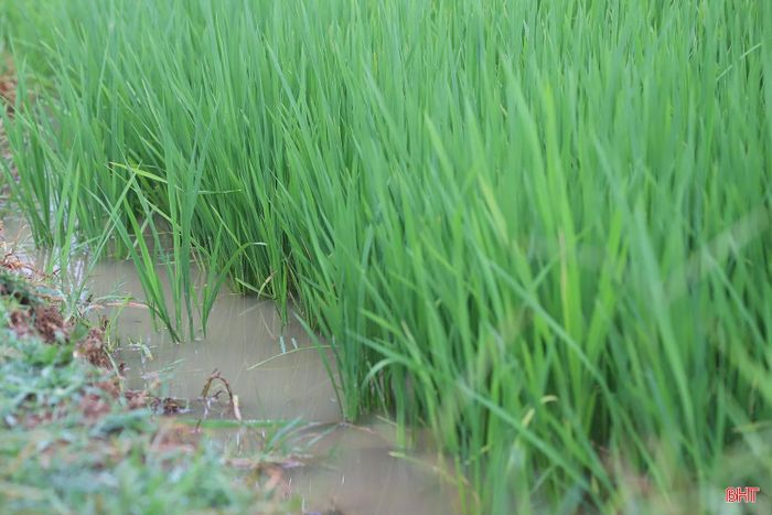 Tranh thủ trời vừa ngớt mưa, bà con nông dân thôn Tân Trường (xã Thiên Cầm) cũng đã ra đồng thăm lúa, đắp lại bờ giữ nguồn nước quý giá, đảm bảo cây lúa được sinh trưởng tốt nhất.
